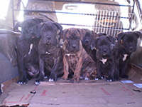 cucciolata cane corso tigrato